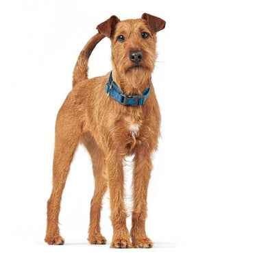 Hunter London Dog Collar - DARK BLUE L/XL